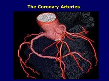 Coronary Arteries