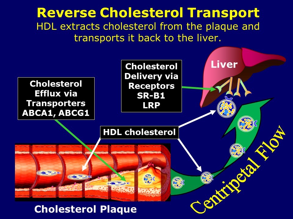 Reverse Cholesterol Transport