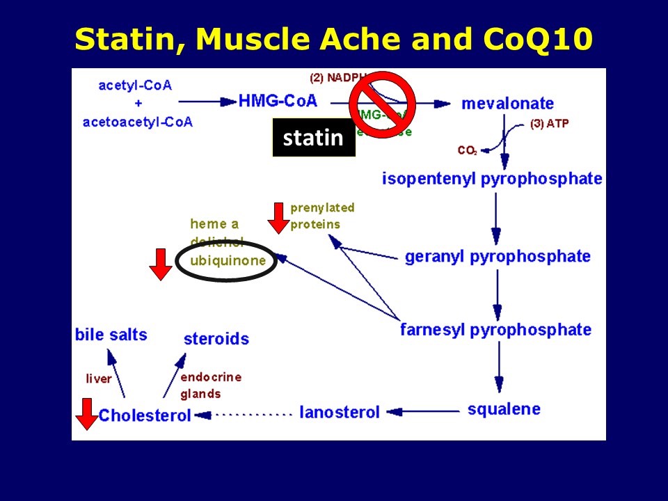 Satin, Muscle Ache and CoQ10